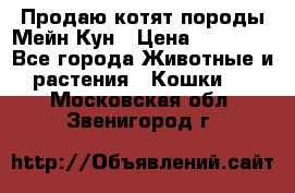 Продаю котят породы Мейн Кун › Цена ­ 12 000 - Все города Животные и растения » Кошки   . Московская обл.,Звенигород г.